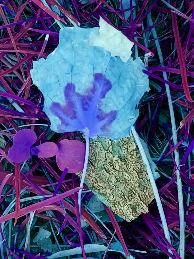 Michael Shoemaker, Purple Leaf