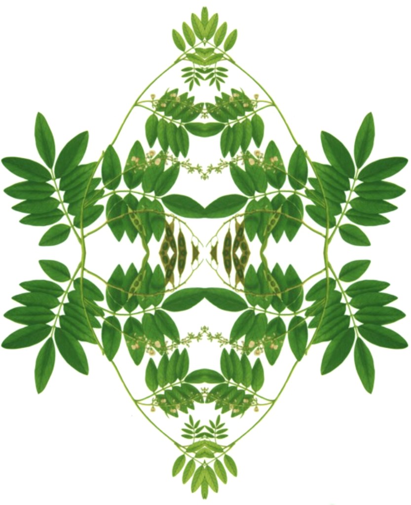 Bill Wolak's collage. mirrored green leaves