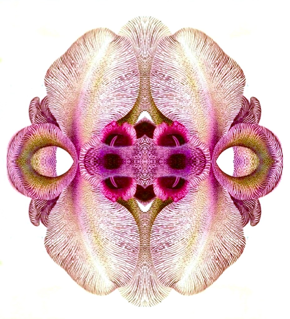 The Authority of Echoing Bells, by Bill Wolak, mirrored flower bloom 